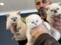 SCOTTISH FOLD YAVRULAR BRITISH YAVRULAR ANKARA