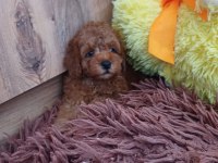 Toy poodle 2 aylık yavrumuz