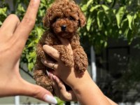 Toy poodle bebeklerimiz ırk sağlık garantili