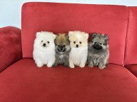 POMERANİAN BOO KÖPEKLERİ
