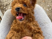 BEBEK GİBİ POODLE YAVRULARIMIZ HAZIR