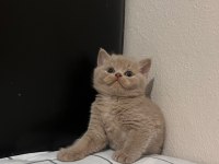 Fawn British Shorthair