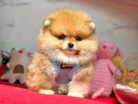 Teddy turuncu ayı surat pomeranian