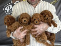 TÜRKİYE NİN EN GÜZEL TOY POODLE YAVRULARI ANKARA