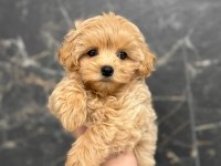 Maltipoo yavruları