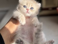 Nadir Renk Ay12 Blue Golden Özel Yavru Kedimiz