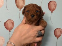 TOY POODLE YAVRULARI ERKEK