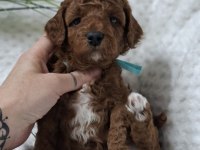 MALTİPOO MİNİK YAVRULARIMIZ