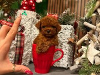 ANKARA NIN EN KÜÇÜK VE EN GÜZEL TOY POODLE YAVRULARI