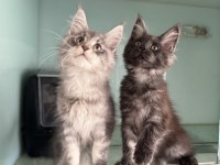 Show kalite sçr belgeli maine coon yavrularımız