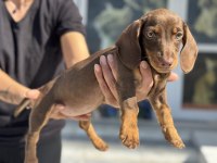 Petmode köpek çiftliğinden dachshund yavrumuz