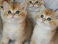 British shorthair golden bebekler