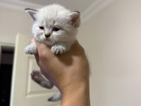 Mükemmel kalitede safkan british shorthair beyaz yavrular