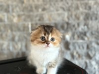 SCOTTISH FOLD YAVRULARIM