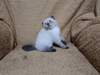 Scottish fold shorthair çikolata point