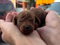 Rezerveye acik toy poodle yavrular