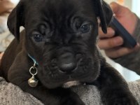 Cane corsa alan koruma köpeği yavruları