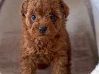 SEÇKİN POODLE YAVRULAR ZİYARETE AÇIK