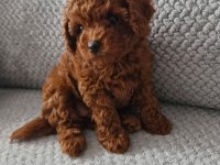 Üst Segment Toy Poodle Yavrumuz
