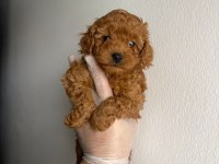 Toy poodle ev ortamında yavrular