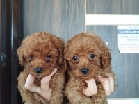 Sevgi dolu ailelerimiz için poodle bebekler