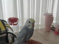 Ele alışık yavru 1 buçuk aylık erkek rainbow muhabbet kuşu