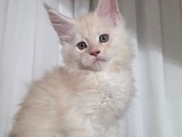Kusursuz Soy Ağacından Gelen Erkek Maine Coon