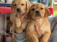 Golden retriever yavrular