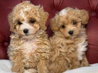 Petmode köpek çiftliğinden kore maltipoo