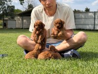 Toy poodle yavrularımız ruhsatlı çiftliğimizden