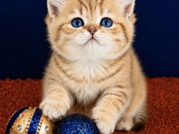 British Shorthair ve longhair golden yavrular