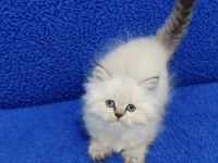 Mükemmel bir longhair ponçik yeni yuvasını arıyor