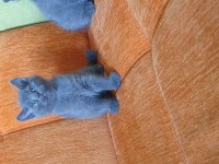 Süper kalite british shorthair yavrular