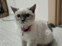 Blue Point 6 aylık kedimiz