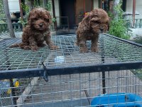 Dünyalar tatlısı özel renk maltipoo yavrular