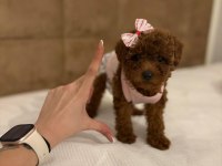 AŞILI WC EĞİTİMLİ TOY POODLE YAVRULAR