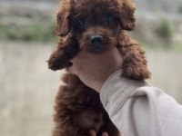 Sağlık ırk garantili üst kalite poodle bebekler