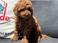 Petmode köpek çiftliğinde ziyarete açık toy poodle