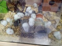 Yavru hamsterlar
