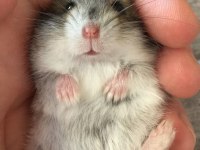HAMSTER GONZALES YAVRULARIMIZ HERYERE GÖNDERİM VAR