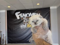 TOP KAFA SCOTTISH FOLD YAVRULARI FENOMEN PET SHOP