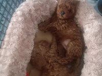 Ev ortamında poodle yavrularımız