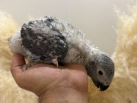 BEBEK JAKO PAPAĞANI