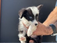 Ankarada safkan border collie yavrularımız