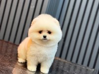 Pomeranian yavru köpekler