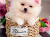 MİNİ BOY POMERANİAN KÜÇÜK PRENSES