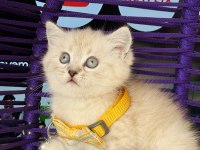 British Shorthair Lynx Point yavrular