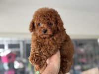 Petmode köpek çiftliğinde ziyarete açık tea cup poodle