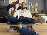 Yasal Belgeli̇ Yavru El Besleme Bebek Macaw Papağanlar