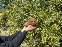Kore Kan Toy Poodle Bebekler